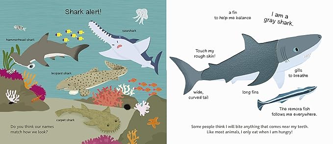 Touch and Explore: The Ocean